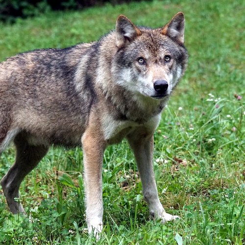 Výskyt vlků v okolí města