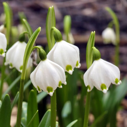 Začíná čas bledulí v Údolí Sejfů