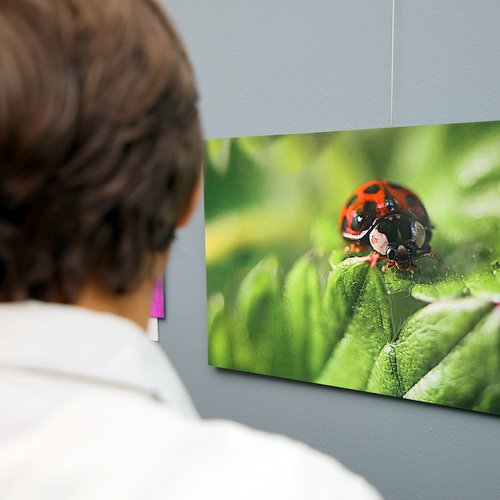 Makrofotografie Jiřího Kočího v Malé scéně